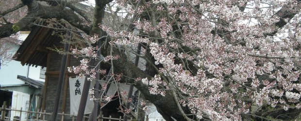 　　　４／２７現在の神代桜の開花状況はトップ画像のとおりです。 　　　概ね３分咲きといったところですか・・・・・・・。 　　　満開は連休中となりそうですね。