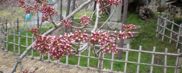 　毎年、私たちの目を楽しませてくれる神代桜ですが、今年度は若干開花が遅れている様です。 　４／２３のつぼみの状態はトップ画像のとおりで、開花はおそらくゴールデンウィーク中になると予想されます。 　現在、神代桜は根の保護が...