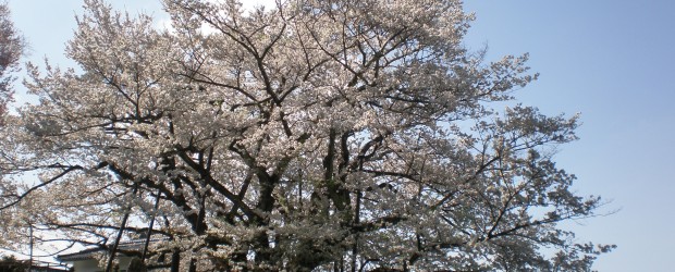 　ここ数日、陽気も良かったことで、ただ今、神代桜は満開です！