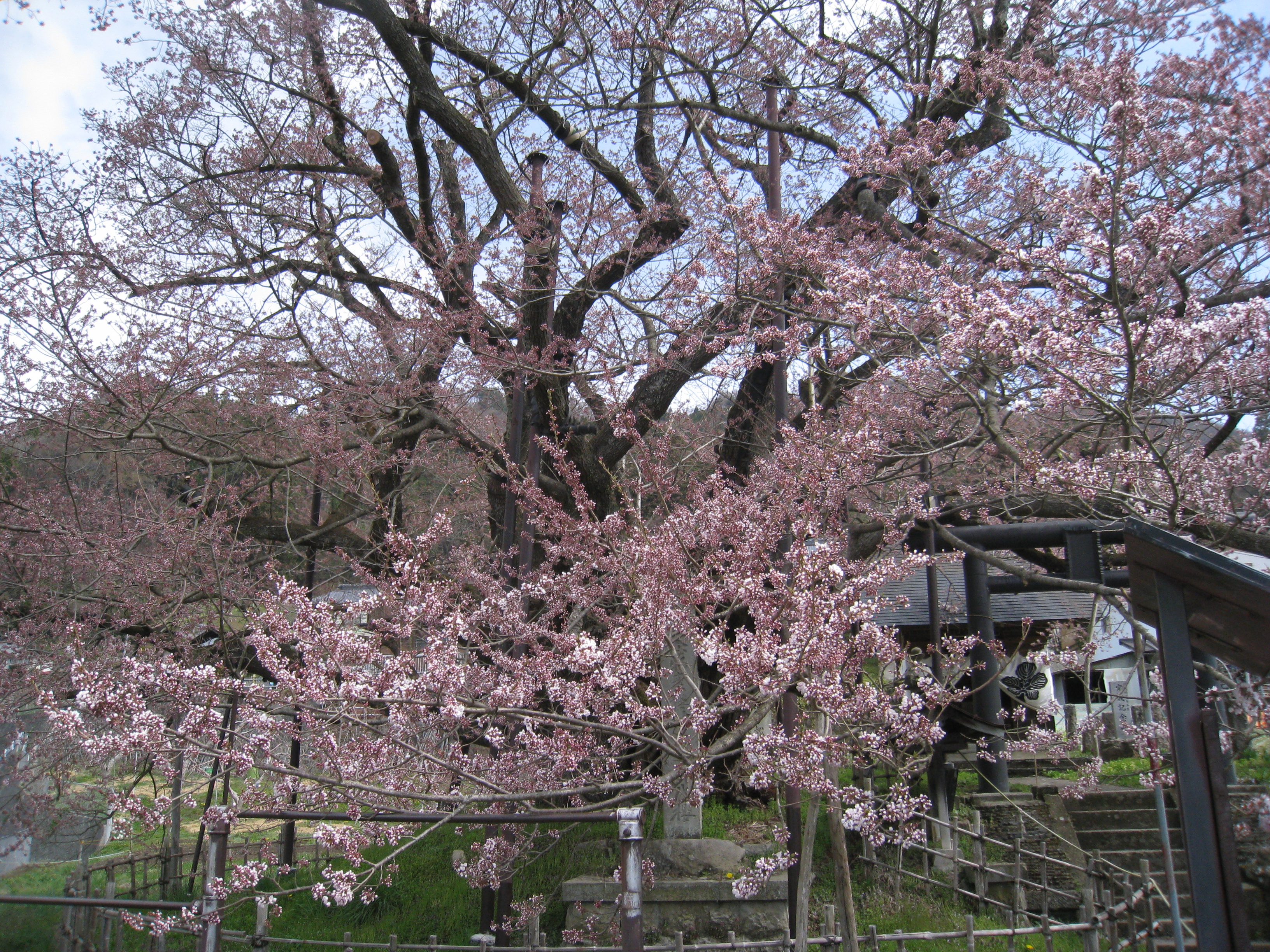 激安 桜神様 21日夕方〜22日 | www.pjlorg.com