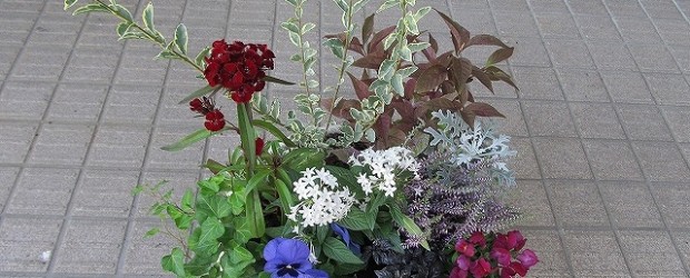 １０月２０日（土）芋井公民館でガーデニング講座を開催しました。 １０種類（ペンタス・シジラムラサキ・ダイアンサス・こしょう・パンジー・キンギョソウ・アイビー・カルーナ・シロタエ・プリペイド）の花の寄せ植えをしました。 参...