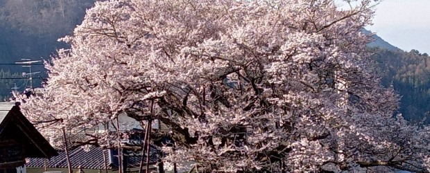 今年は急に暖かい日が続き、長野市街地の桜はあっという間に咲き、 その後の雨風であっという間に見頃が過ぎてしまいました。 神代桜も今週いっぱいかもしれませんので、国の天然記念物に指定されております見事な桜を 是非見に来て下...