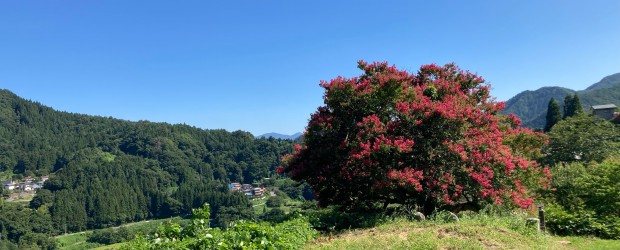今年も長野市指定天然記念物に指定されています「中村のサルスベリ」の紅い花が夏の青い空に映えています。 今年は少し見頃が早かったようです・・・アップが遅くなりたいへん申し訳ございません。 ただ、「百日紅」と書いてサルスベリ...