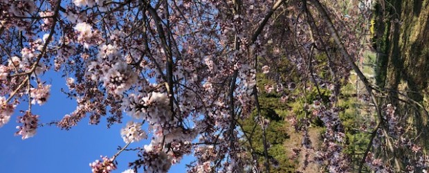今日の神代桜です。 下の方も花が咲き始めました。気温も上がるようなので、一気に咲きそうです。