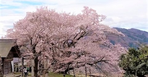 今朝の神代桜です。 もう満開に近いですね！！ 朝早くから桜を見に来ている人もちらほらいました。                  ...
