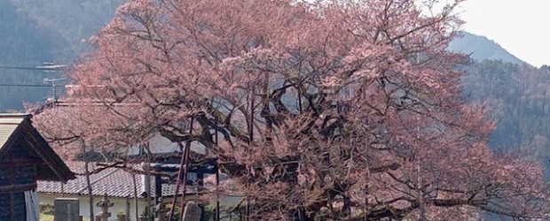 今日の神代桜です。 上の方が咲き始めました。２分咲きくらいです。 今週末には満開になりそうです。。。 また報告します！！