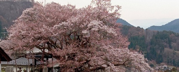 今朝の神代桜です。 ４、５分咲きぐらいでしょうか。