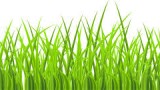 ８月２７日（日）「草刈りバスターズ」が、 飯綱高原の大谷地湿原のヨシ刈りに協力しました。 詳しい内容は☞【 草刈りバスターズ　実践活動報告】をご覧ください！！