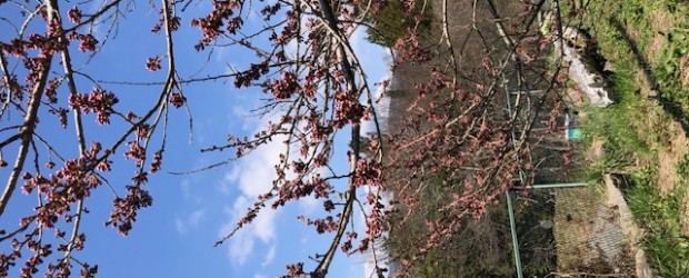今日の神代桜です。 今にも咲きそうです。 週末、グン！と気温が上がるので咲き始めると思います。