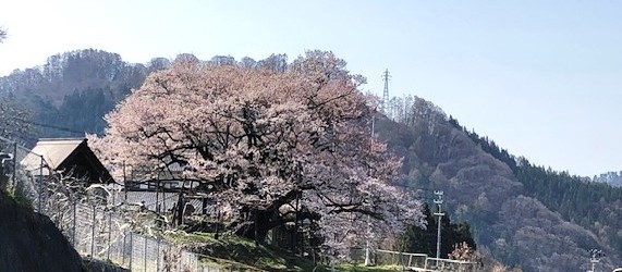 先週の金曜日は、まだつぼみしかなかった神代桜ですが、 今朝見に行ってみると・・・・ 見事に満開でした。 今年もきれいに咲いてくれました。 今日で、今年の「速報！神代桜」は終了します。