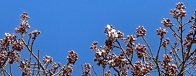 １４日の午後、気温も上がり天気が良かったので桜を見に行ってみました。 日の当たるところ、高いところにある花が咲き始めました！！   そして、今朝の神代桜です。 . 気温も４度くらいで雨も降っていたので、花がつぼ...