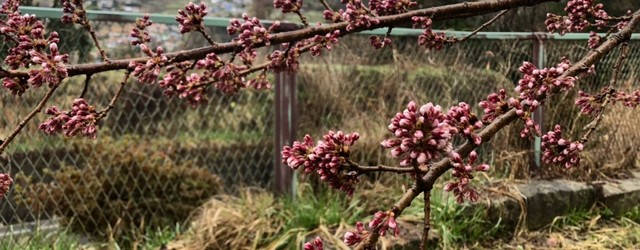 今朝の神代桜です。 だいぶつぼみが赤くなり、花びらも見え始めました。 朝晩はまだ寒いですが、昼間暖かくなれば・・・開花まであと少しです。