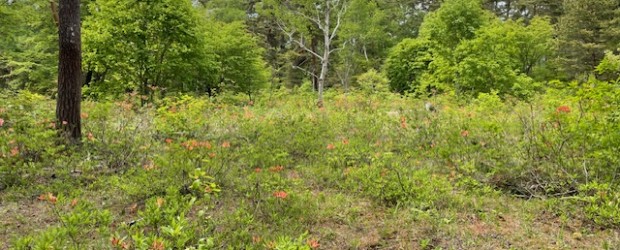 飯綱高原の一の鳥居苑池にレンゲツツジがきれいに咲いています！（2025/5/29現在） 昨年９月に東京から民泊で来ていた、芝浦工業大学附属中学校の生徒さんが草刈り整備を行っている場所です。 ３年前から毎年キレイにしてくれ...