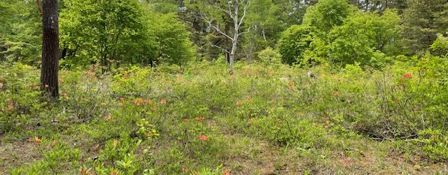 飯綱高原の一の鳥居苑池にレンゲツツジがきれいに咲いています！（2025/5/29現在） 昨年９月に東京から民泊で来ていた、芝浦工業大学附属中学校の生徒さんが草刈り整備を行っている場所です。 ３年前から毎年キレイにしてくれ...