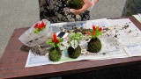 令和７年５月２９日（木）芋井公民館にて「苔玉づくり講座」を開催いたしました。