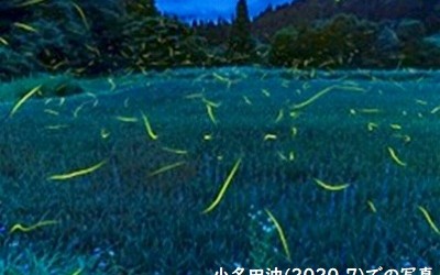 7/12（土）「ホタル観賞会」を開催いたしました。  