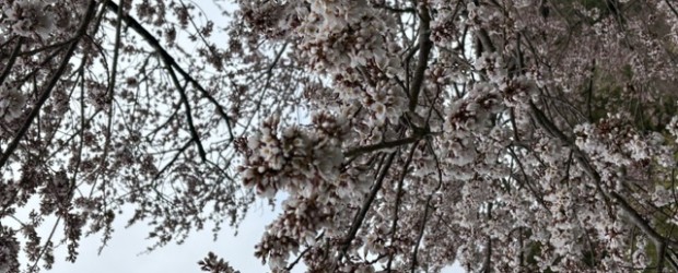今朝の神代桜です。 だいぶ開いてきました！！ 全体的にみると、３分咲き位でしょうか。 来週には満開になると思います。
