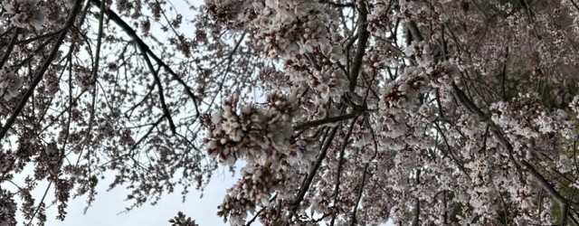 今朝の神代桜です。 だいぶ開いてきました！！ 全体的にみると、３分咲き位でしょうか。 来週には満開になると思います。