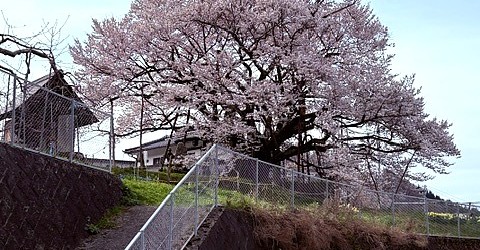 満開です！！今年もきれいに咲きました！見頃です。 国の天然記念物に指定されている見事な桜を是非見に来て下さい。 これにて今年の「速報！神代桜」終了です。