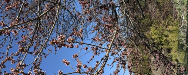 今年は桜の開花が早いかも？？との声が聞こえたので、少し早めに神代桜を見に行きました。 つぼみが赤くなってきていましたが、まだ開花はしていませんでした。 &nbsp; 今週中には開花しそうです。また報告します！！