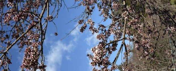 今朝の神代桜です。 昨日の寒さの中でも少しずつつ咲き始めていました。 全体的に赤みが増したように見えます。 明日は気温が上がるようなので、開花が進みそうです。