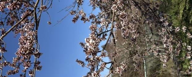 今朝の神代桜です。 &nbsp; いよいよ咲き始めました！！ でも、下の方の花が咲き始めただけなので、全体的にはまだまだです。 今日と明日は気温が上がりそうなので開花が進みそうです・・・でも雨も降りそうですね。 &nbs...