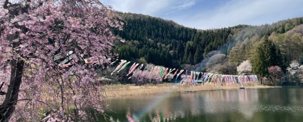 ４月２６日（日）に開催される「第７回　芋井の里ふれあい祭り」に向けて 会場となる軍足池の上に、こいのぼりが泳ぎ始めました。 １００匹以上泳いでいるのでとても見ごたえがあります。 池の周りの桜はちょうど満開です。公園内の枝...