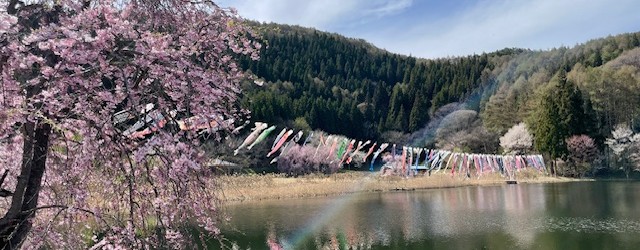 ４月２６日（日）に開催される「第７回　芋井の里ふれあい祭り」に向けて 会場となる軍足池の上に、こいのぼりが泳ぎ始めました。 １００匹以上泳いでいるのでとても見ごたえがあります。 池の周りの桜はちょうど満開です。公園内の枝...